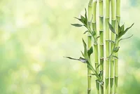 Lucky Bamboo stems