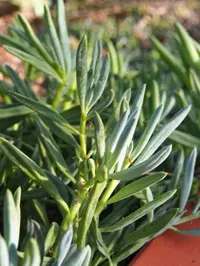 blue chalksticks