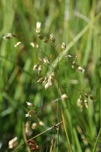 bison grass
