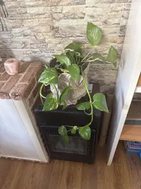 Golden Pothos photo by a Botan App user