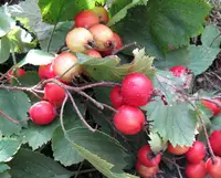 Quebec hawthorn