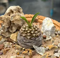 Euphorbia bupleurifolia plant