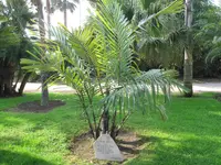 Arenga Palm (Arenga engleri) plant