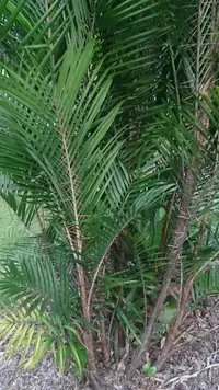 marayaú