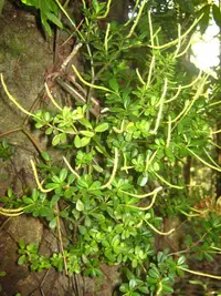 fourleaf peperomia