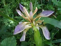 Stinking iris (Iris foetidissima) plant