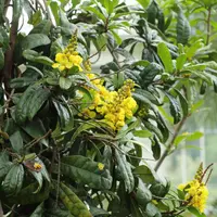 moth-fruit (Acridocarpus natalitius) plant