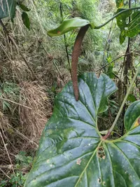 Anthurium concinnatum