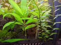 Temple Plant (Hygrophila corymbosa) plant
