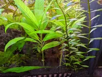Temple Plant (Hygrophila corymbosa) plant
