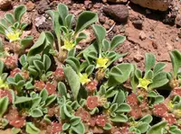 Purslane-leaved aizoon