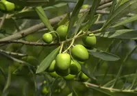 Olive tree Watering Guide