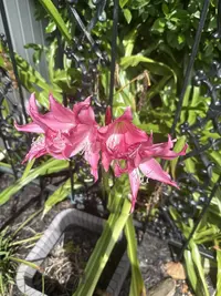 Naked Lady plants photo by a Botan App user