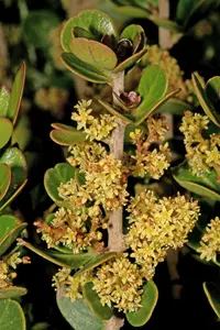 Waxy Currantrhus