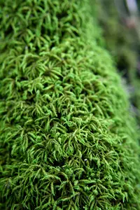 seductive entodon moss