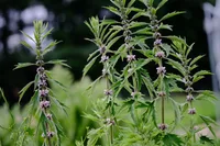 common motherwort