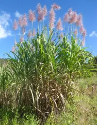 sugarcane Soil Guide