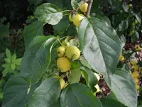 Siberian crab apple (Malus baccata) plant
