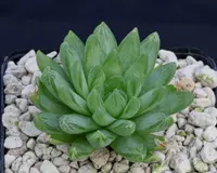 Haworthia cymbiformis indoor