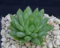 Haworthia cymbiformis indoor