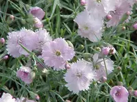 cheddar pink (Dianthus gratianopolitanus) plant