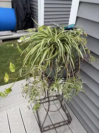 Spider Plant photo by a Botan App user