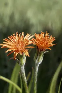 orange agoseris (Agoseris aurantiaca) plant