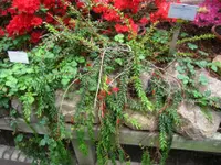 Agapetes serpens