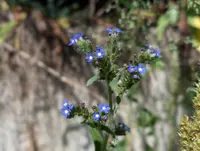 Anchusa procera