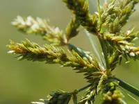 shingle flatsedge