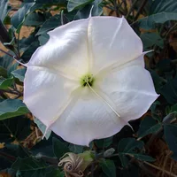 sacred datura (Datura wrightii) plant