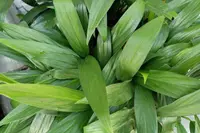 Cast Iron Plant (Aspidistra elatior) plant