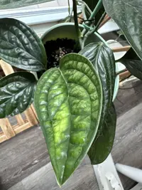 Silver Monstera photo by a Botan App user