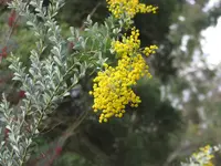 knife acacia (Acacia cultriformis) plant