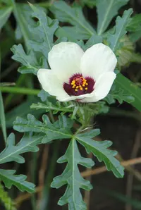 flower of an hour