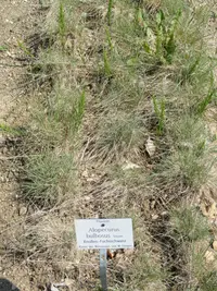 bulbous foxtail