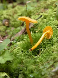 Small Chanterelle