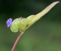 Cyanotis cristata