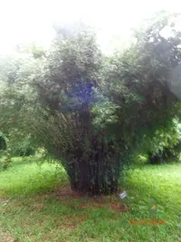 hedge bamboo (Bambusa multiplex) plant