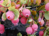 ohelo 'ai