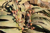 Tree Tumbo (Welwitschia mirabilis) plant