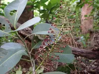 aceitillo (Pilocarpus racemosus) plant