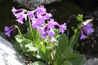 Viscid Primrose (Primula latifolia) plant