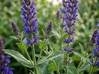 Salvia nemorosa plant