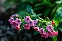 Lungwort