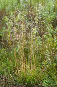 tufted hairgrass