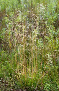 tufted hairgrass