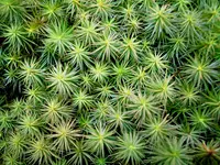juniper polytrichum moss