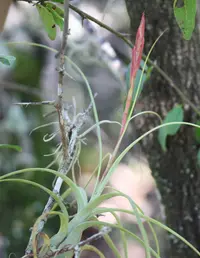 northern needleleaf (Tillandsia balbisiana) plant
