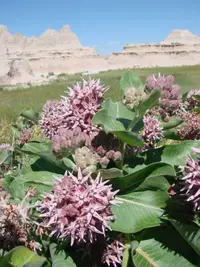 showy milkweed